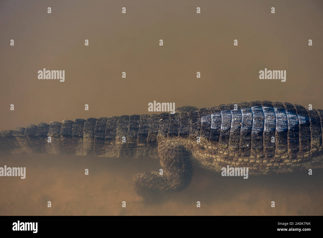 Astrazione di un alligatore sul fiume nel Pantanal brasiliano Foto Stock