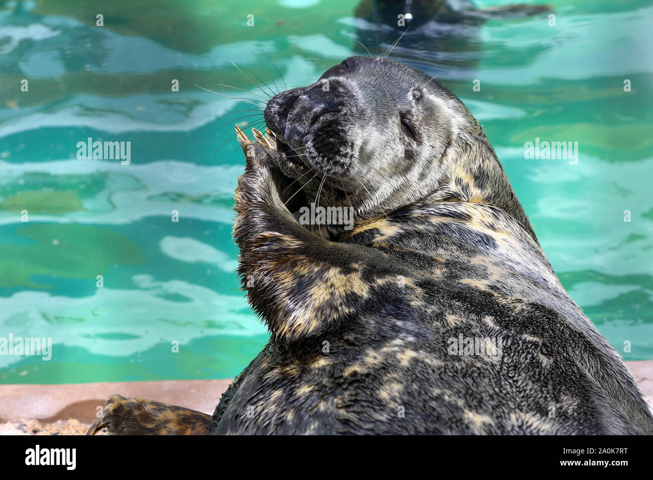 Salvato guarnizioni comune (Phoca vitulina), noto anche come porto di Porto o guarnizioni a tenuta della Cornovaglia Santuario, Gweek, Cornwall, Regno Unito Foto Stock