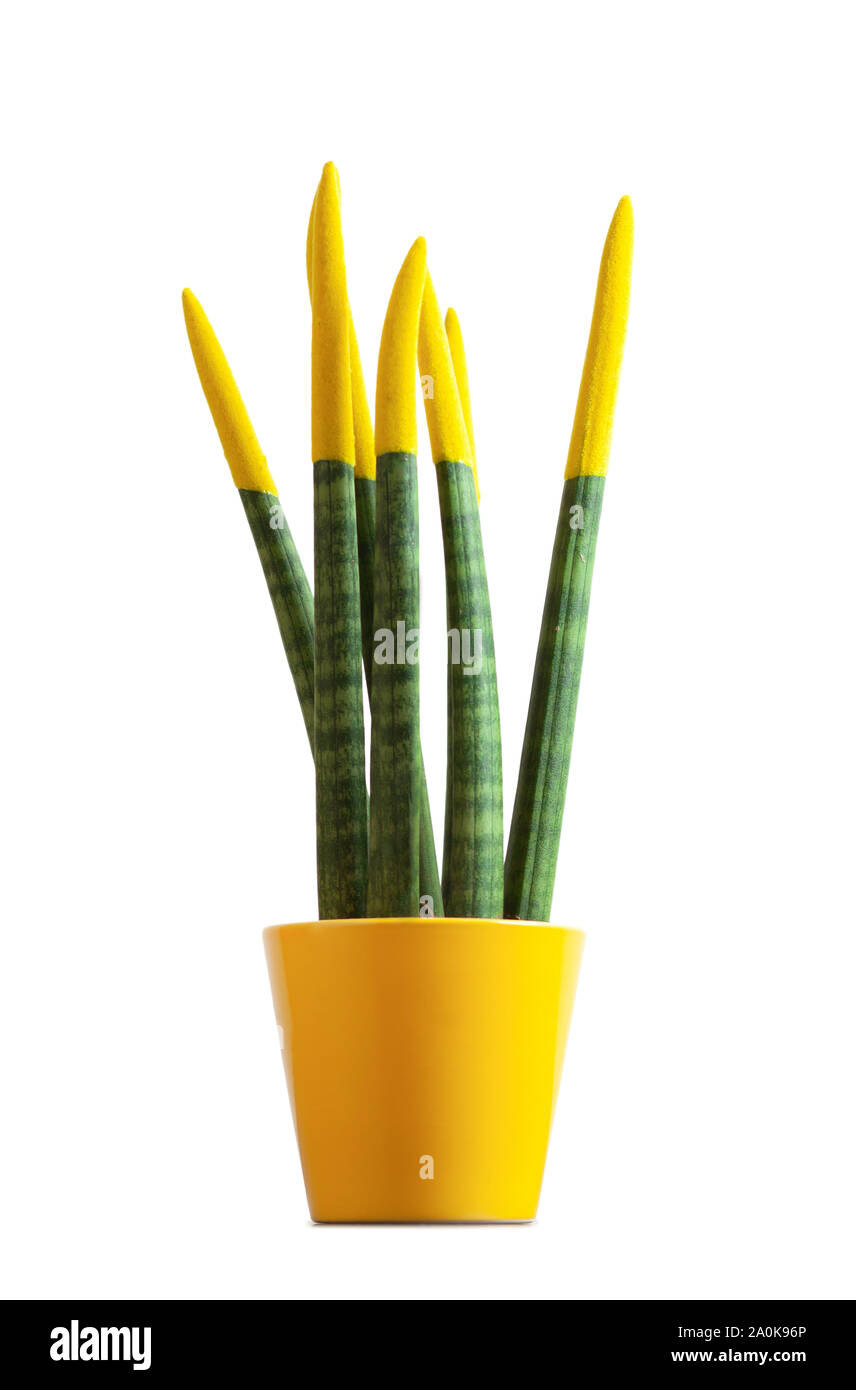 Sansevieria con il colore giallo. Il velluto touchz è un bellissimo impianto luminoso noto come la lingua del diavolo e la madre-in-legge lingua. Foto Stock