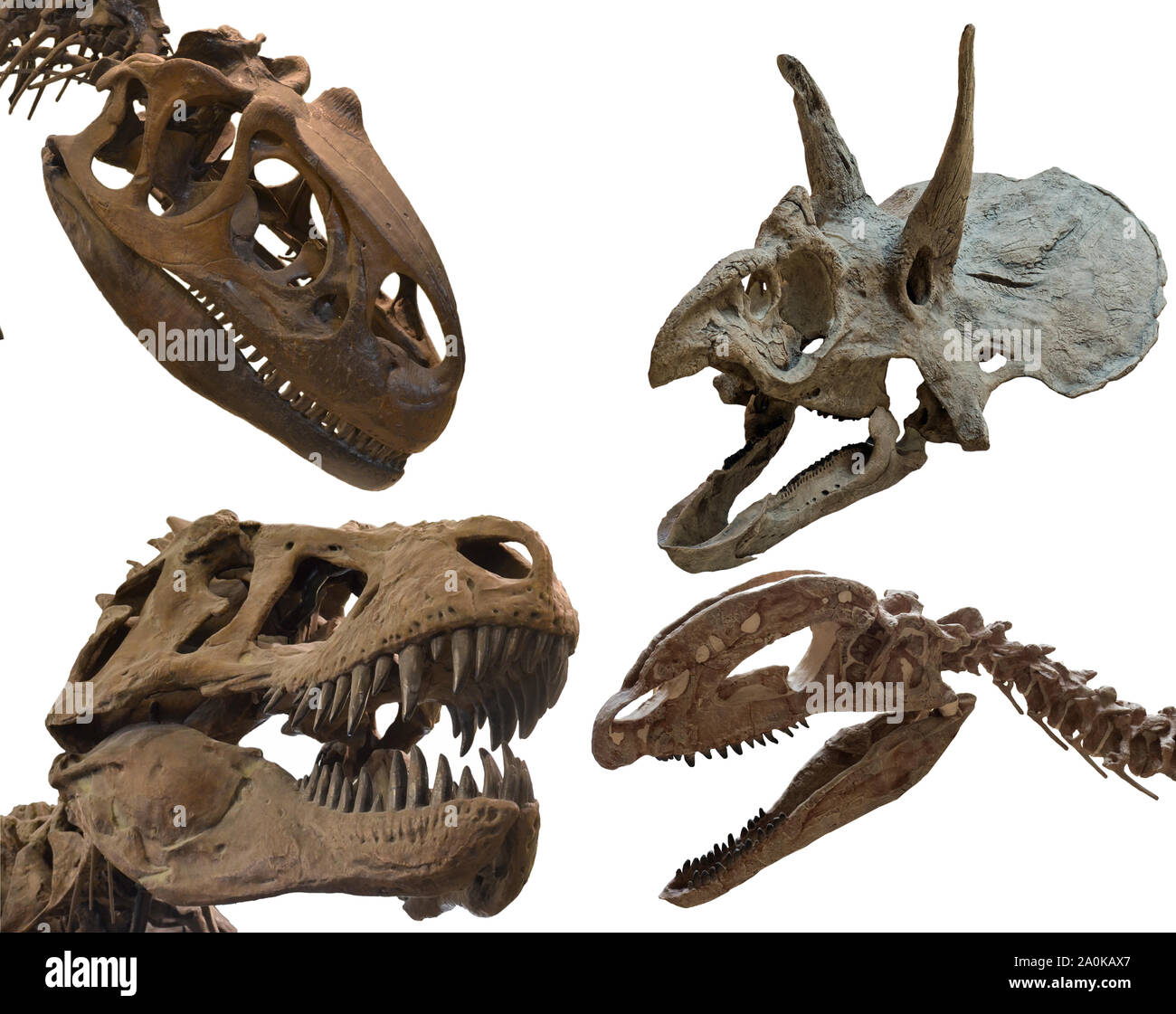 Quattro dinosauri' cranio isolato su sfondo bianco. Tirannosauro, triceratops, iallosaurus e del dilophosaurus combustibili Foto Stock