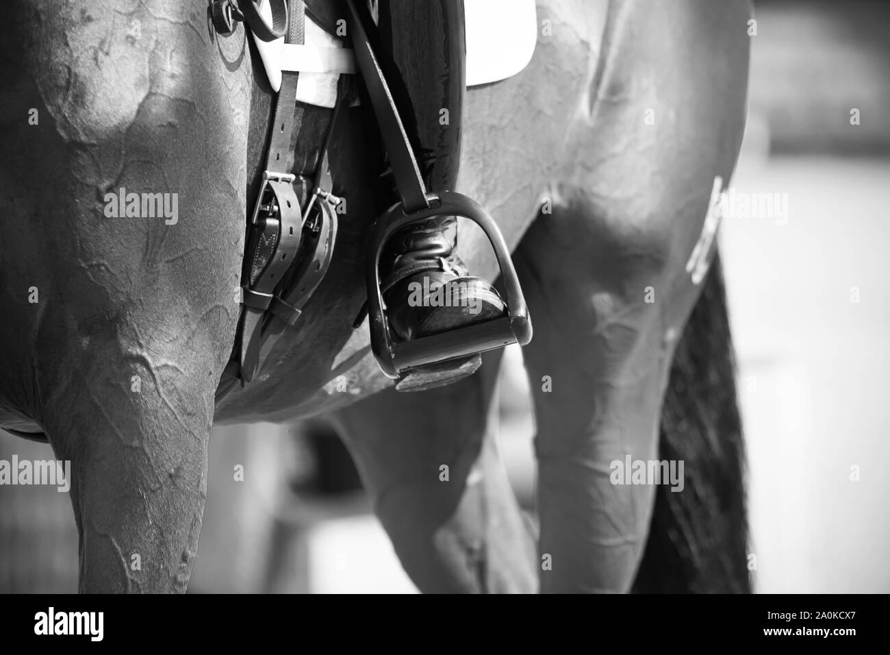 Immagine in bianco e nero di un pilota il piede nella staffa, che siede su un cavallo da corsa. Foto Stock