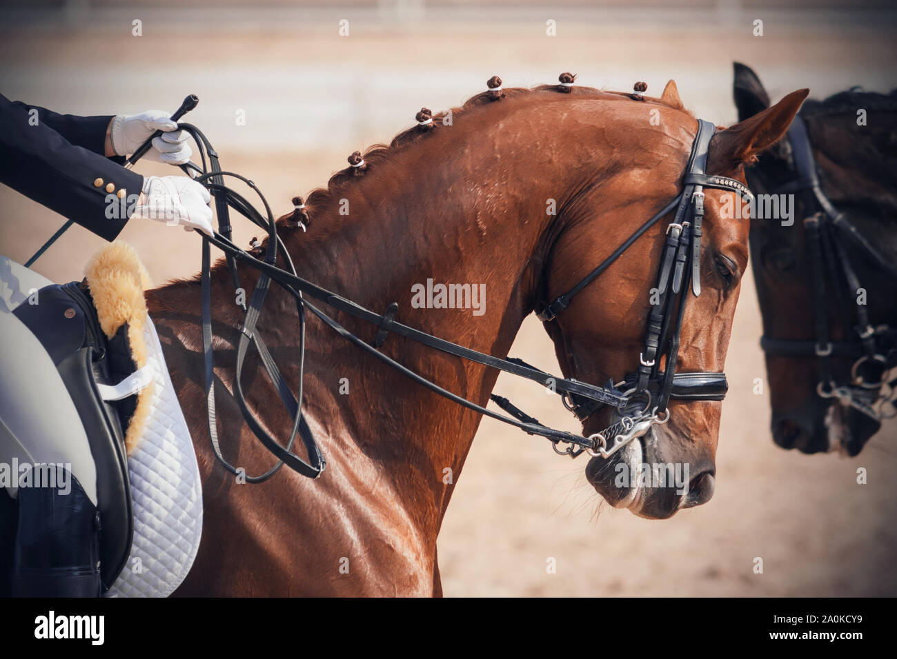 Il cursore scorre un bel rosso a cavallo con un filo intrecciato mane, sul muso della che indossa un archetto, e sullo sfondo un altro cavallo galoppa t Foto Stock