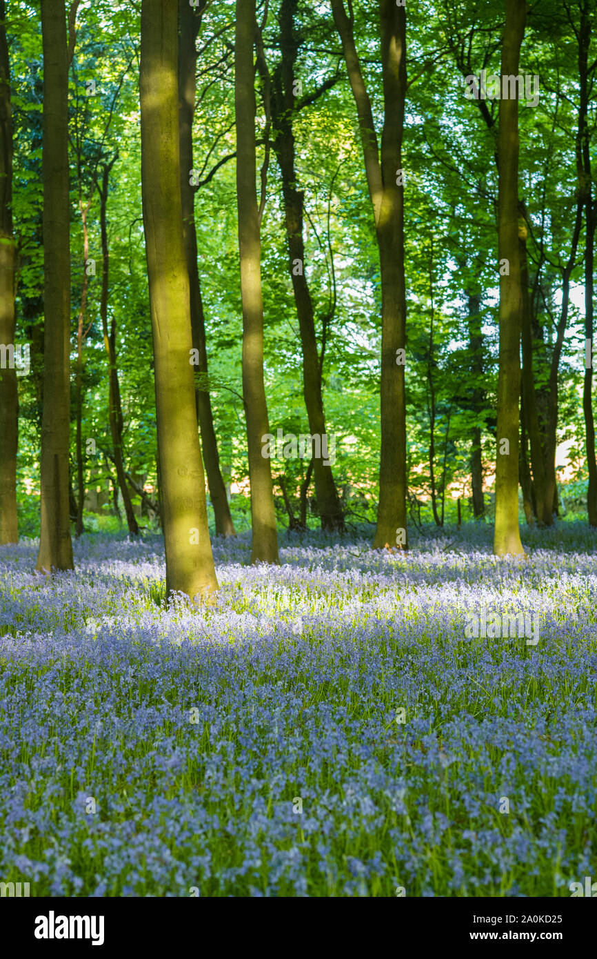 Pezzata luce solare in legno bluebell e tronchi di alberi in tarda primavera / estate precoce nel Gloucestershire Cotswolds, REGNO UNITO Foto Stock