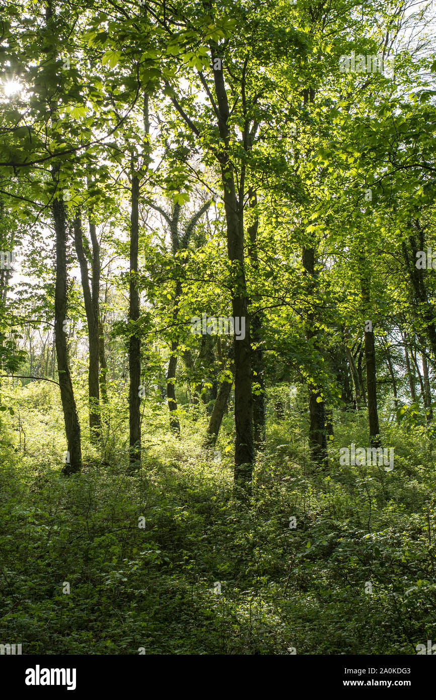 Alberi da bosco in tarda primavera / estate precoce nel Gloucestershire Cotswolds, REGNO UNITO Foto Stock