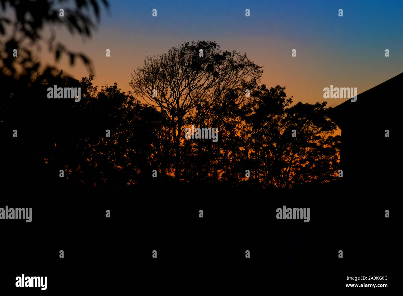 Tramonto con alberi in silhouette Foto Stock