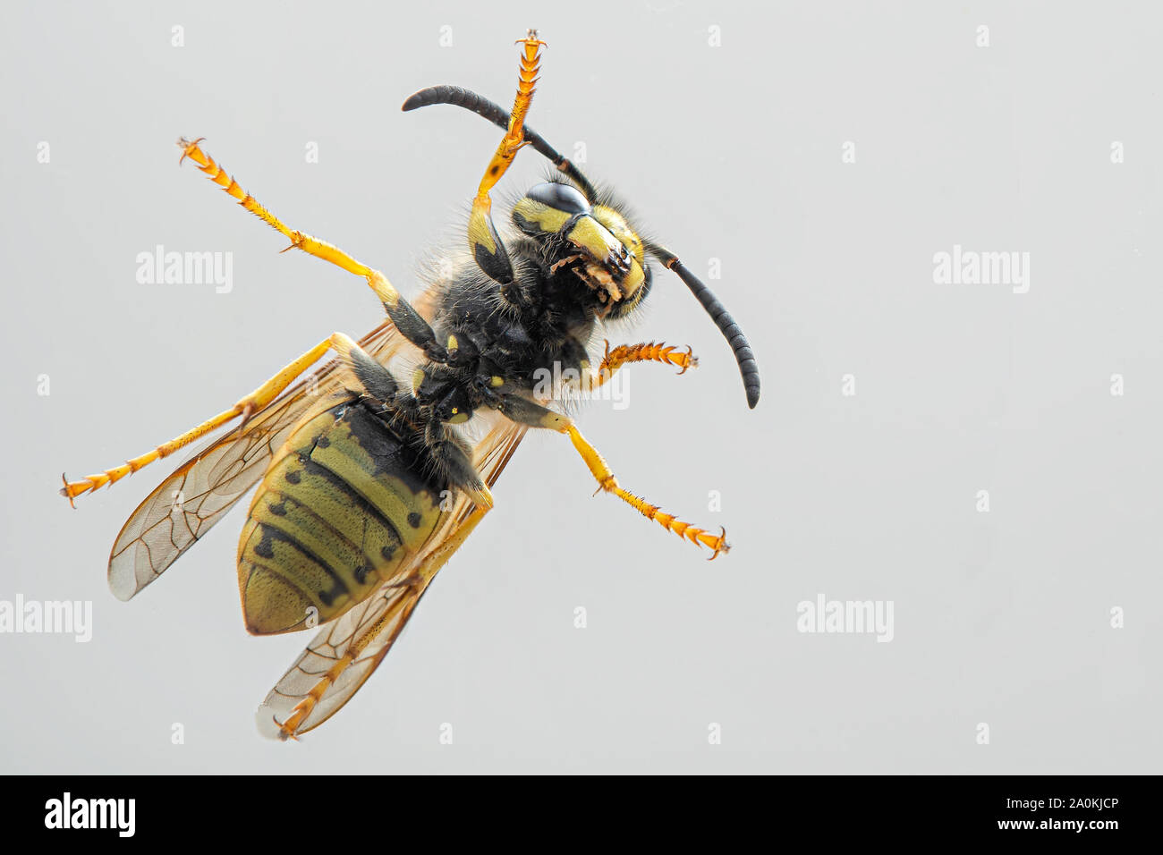 Wasp comune. Dettaglio del nero e giallo europian wasp. Vespula vulgaris Foto Stock