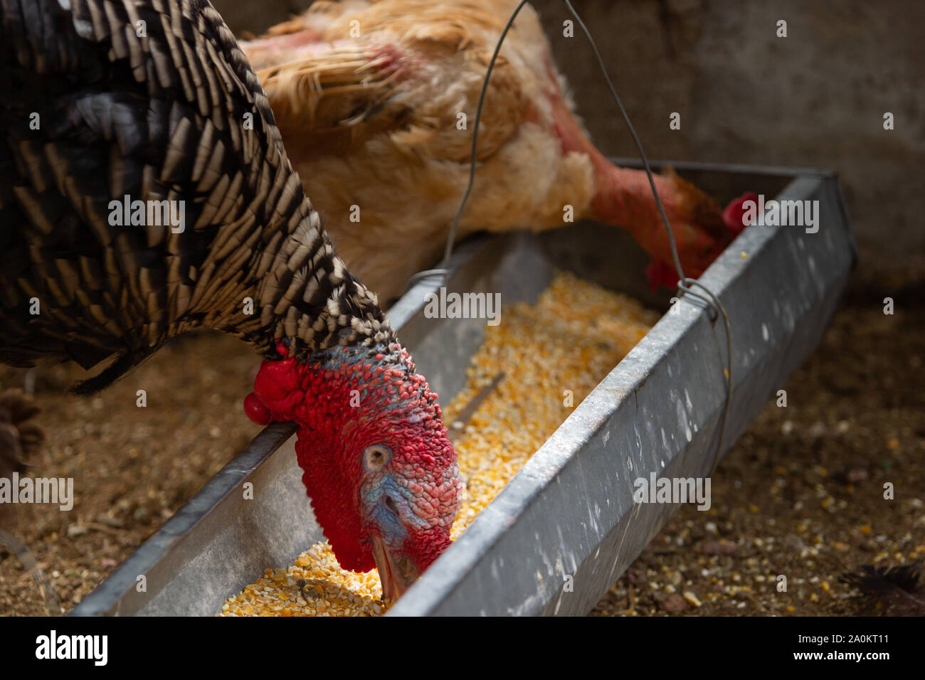 Pollo e una Turchia mangiare insieme i grani di mais, il concetto di diversità, il concetto di tolleranza Foto Stock