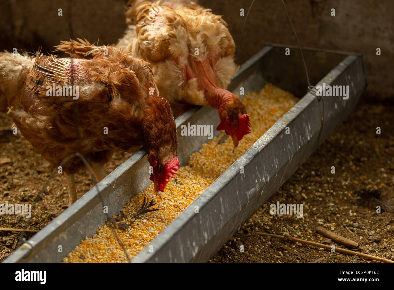 Due polli mangiare insieme i grani di mais, il concetto di diversità, il concetto di tolleranza Foto Stock
