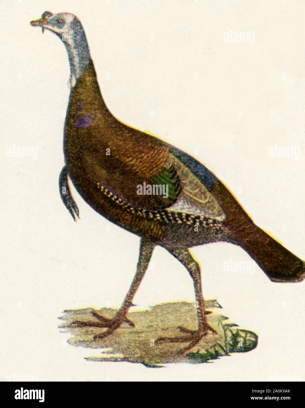 L'uccello qui mostrato nei primi anni venti illustrazione è il tacchino selvatico fuori del Nord America. Foto Stock