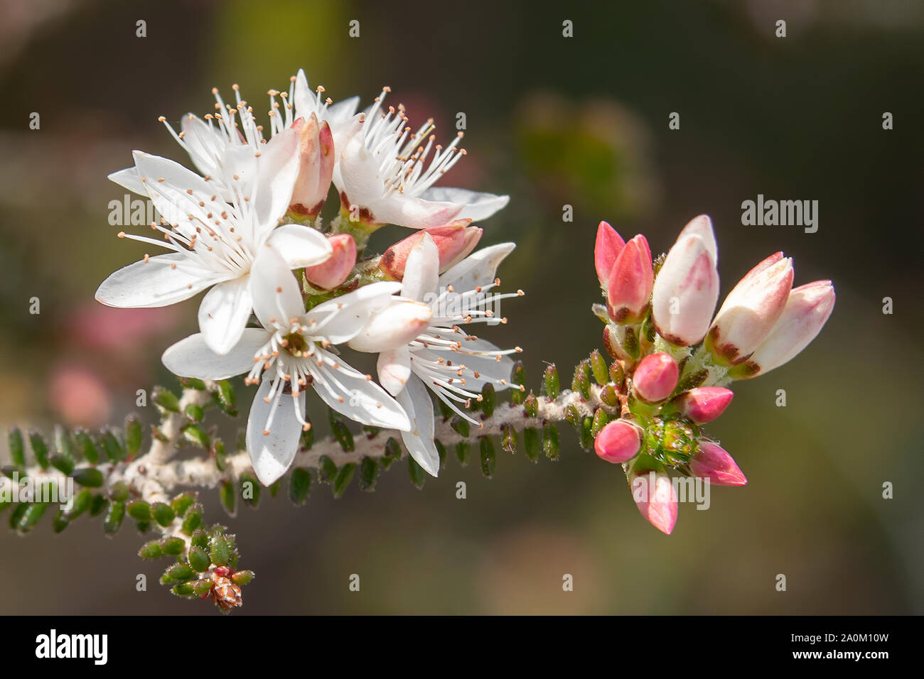 Calytrix alpestris, neve Mirto Foto Stock