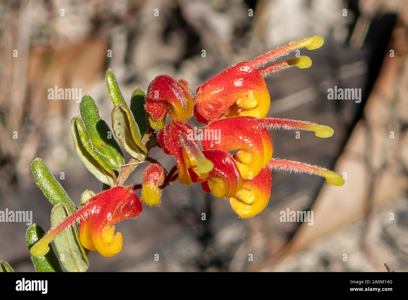 Grevillea alpina, gatto artigli Foto Stock