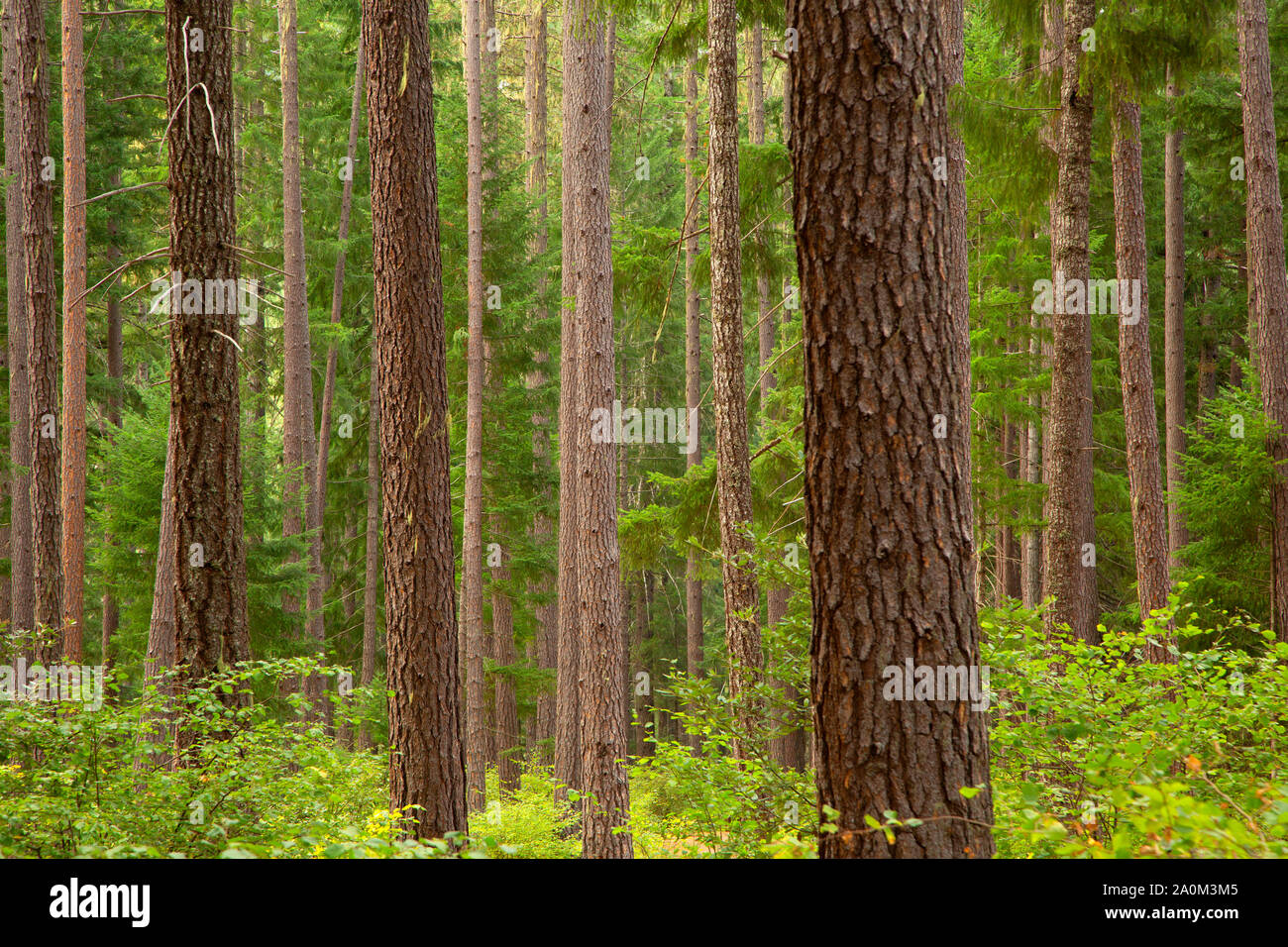 Foresta a Sam Brown Campeggio, Siskiyou National Forest, Oregon Foto Stock