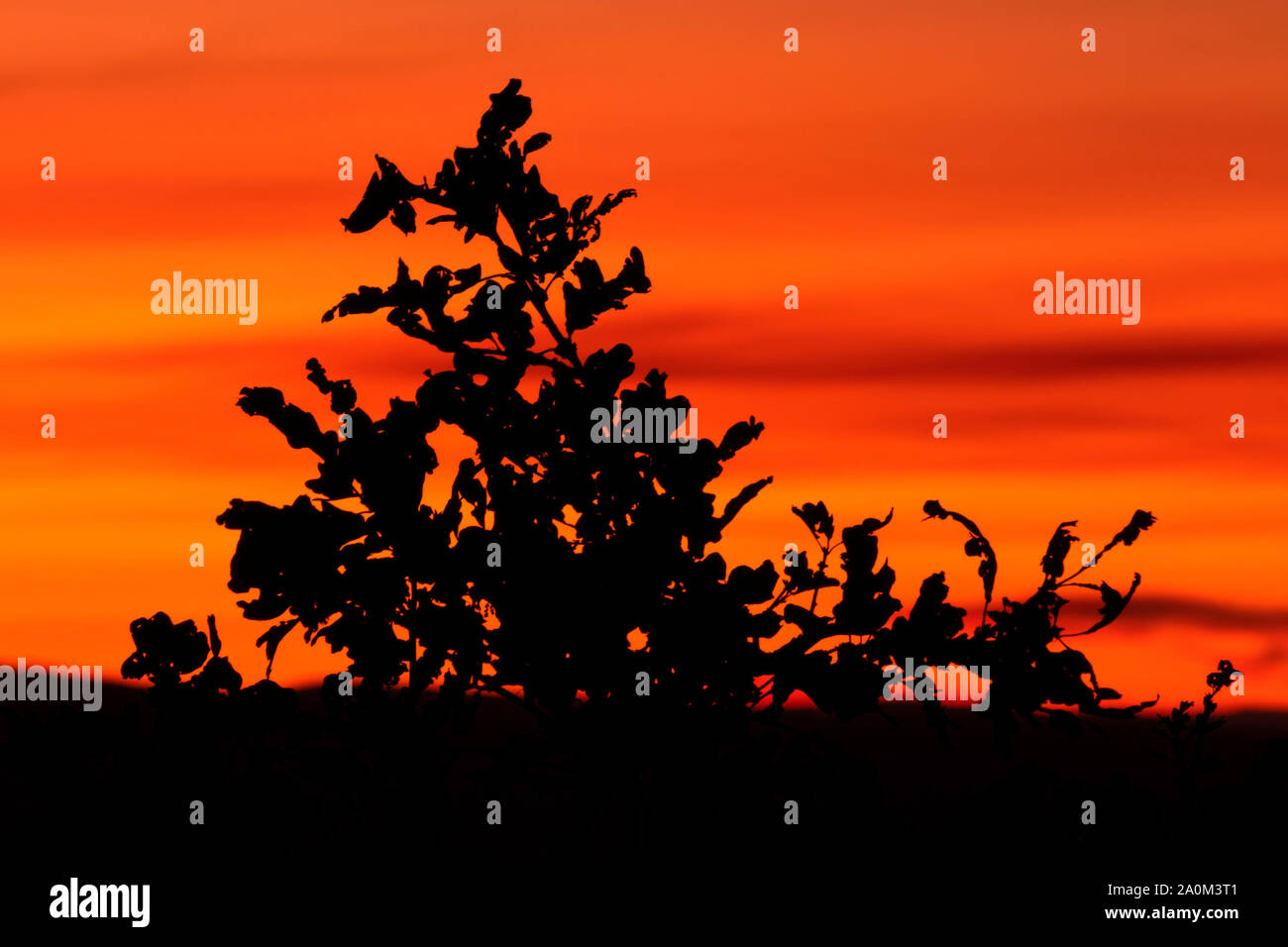 Oak alba da Pacific Crest National Scenic Trail, Cascata Siskiyou monumento nazionale, Oregon Foto Stock