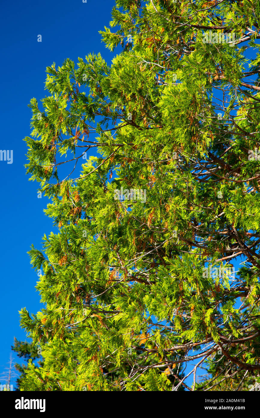 Cedro incenso lungo la Pacific Crest National Scenic Trail, Cascata Siskiyou monumento nazionale, Oregon Foto Stock