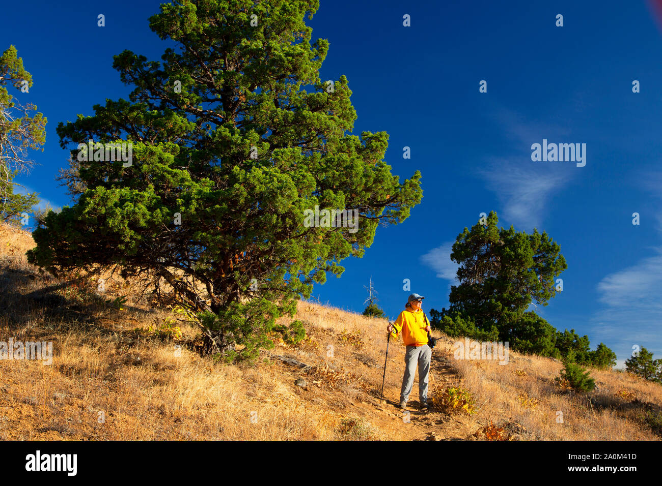 Pacific Crest National Scenic Trail, Cascata Siskiyou monumento nazionale, Oregon Foto Stock