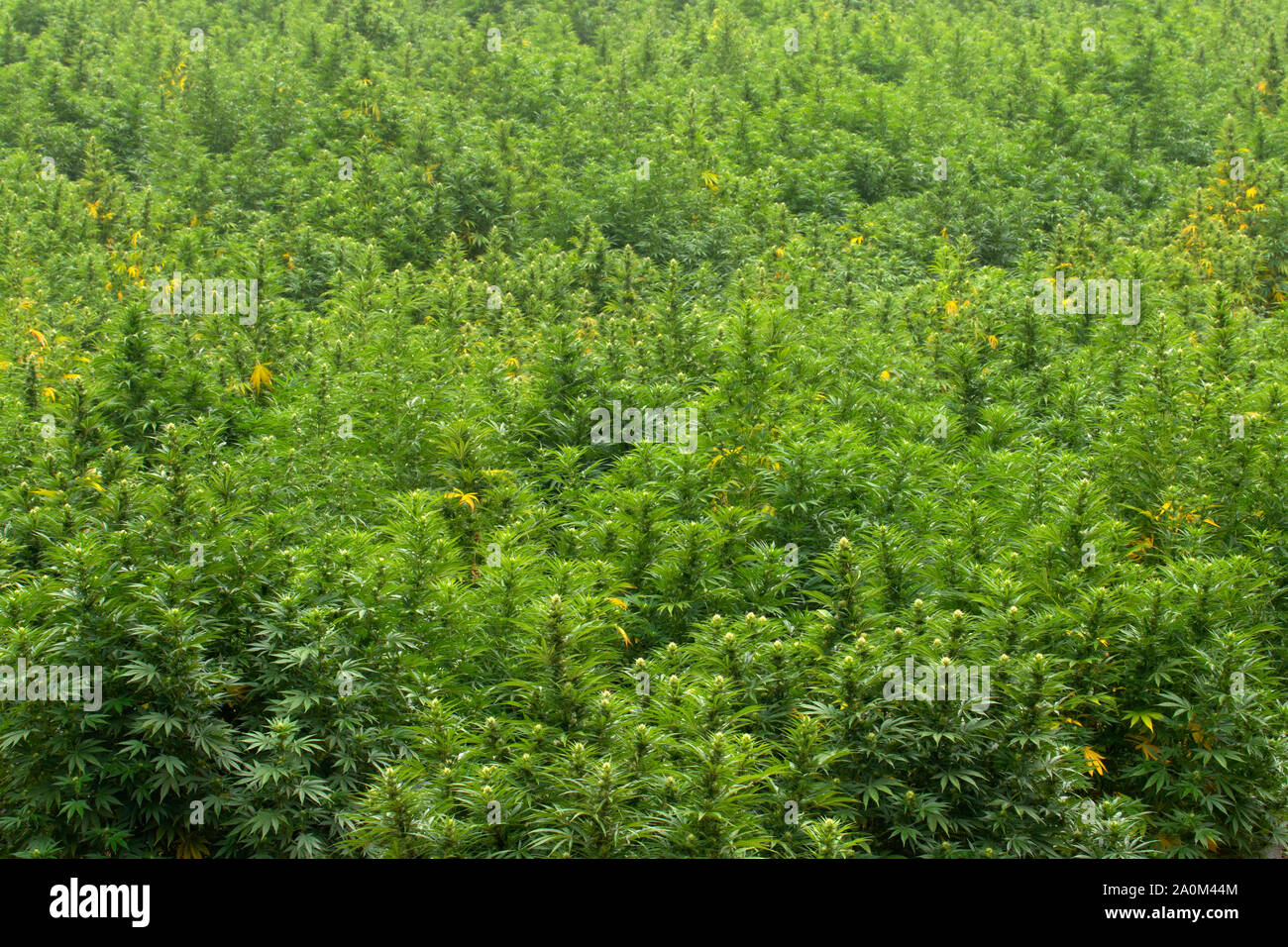 Campo di canapa, Josephine County, Oregon Foto Stock