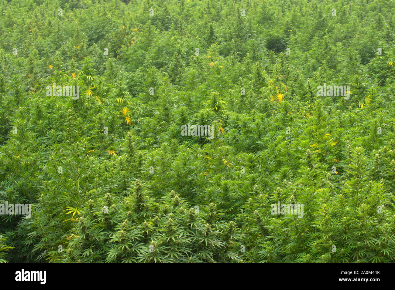 Campo di canapa, Josephine County, Oregon Foto Stock