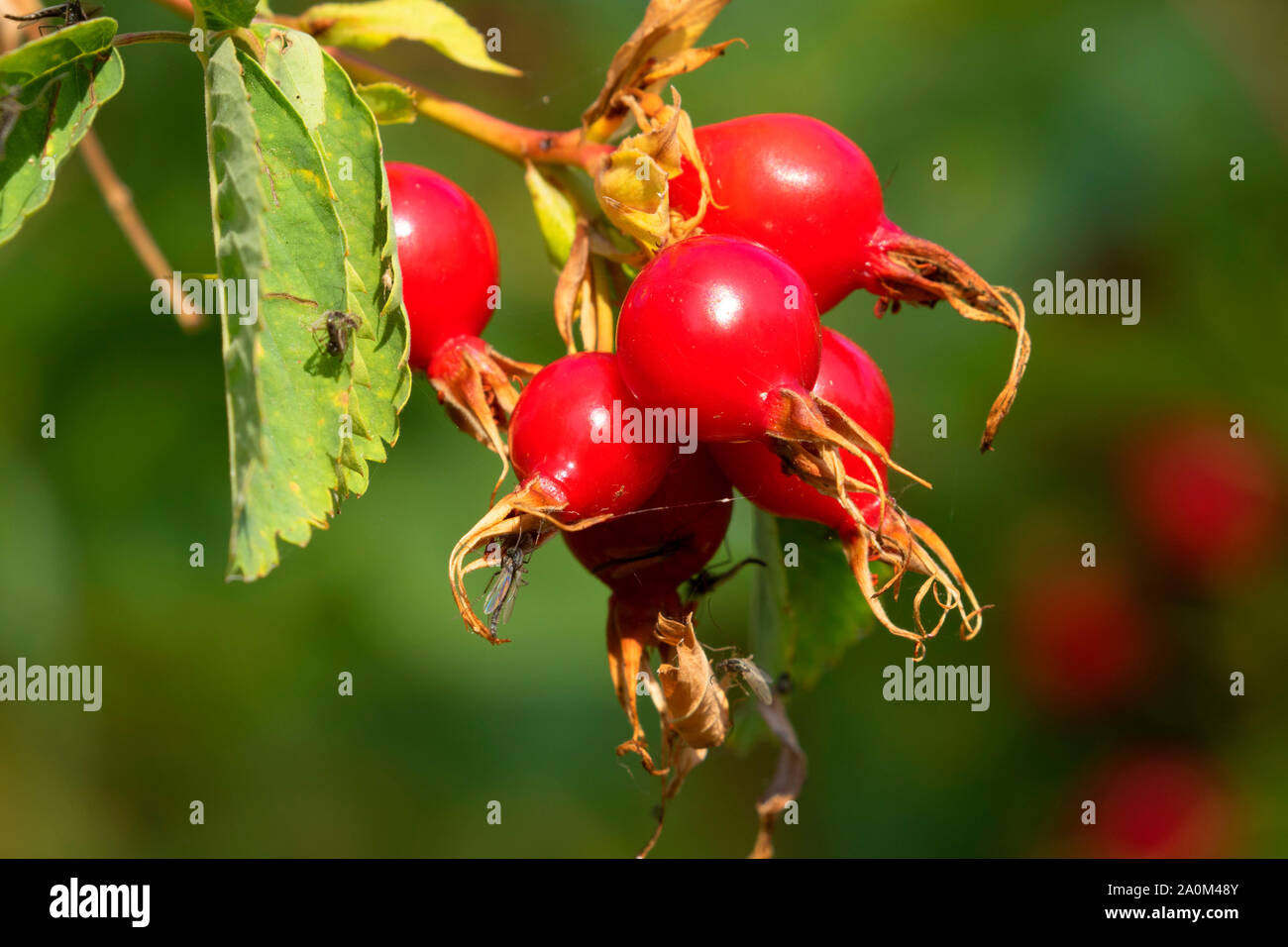Rosa canina, Shoalwater Bay, unità di Klamath Area faunistica, Oregon Foto Stock