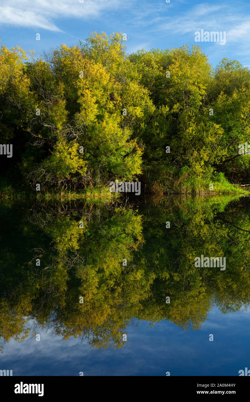 Odessa Creek riflessione, Winema National Forest, Legacy vulcanica Scenic Byway, Oregon Foto Stock