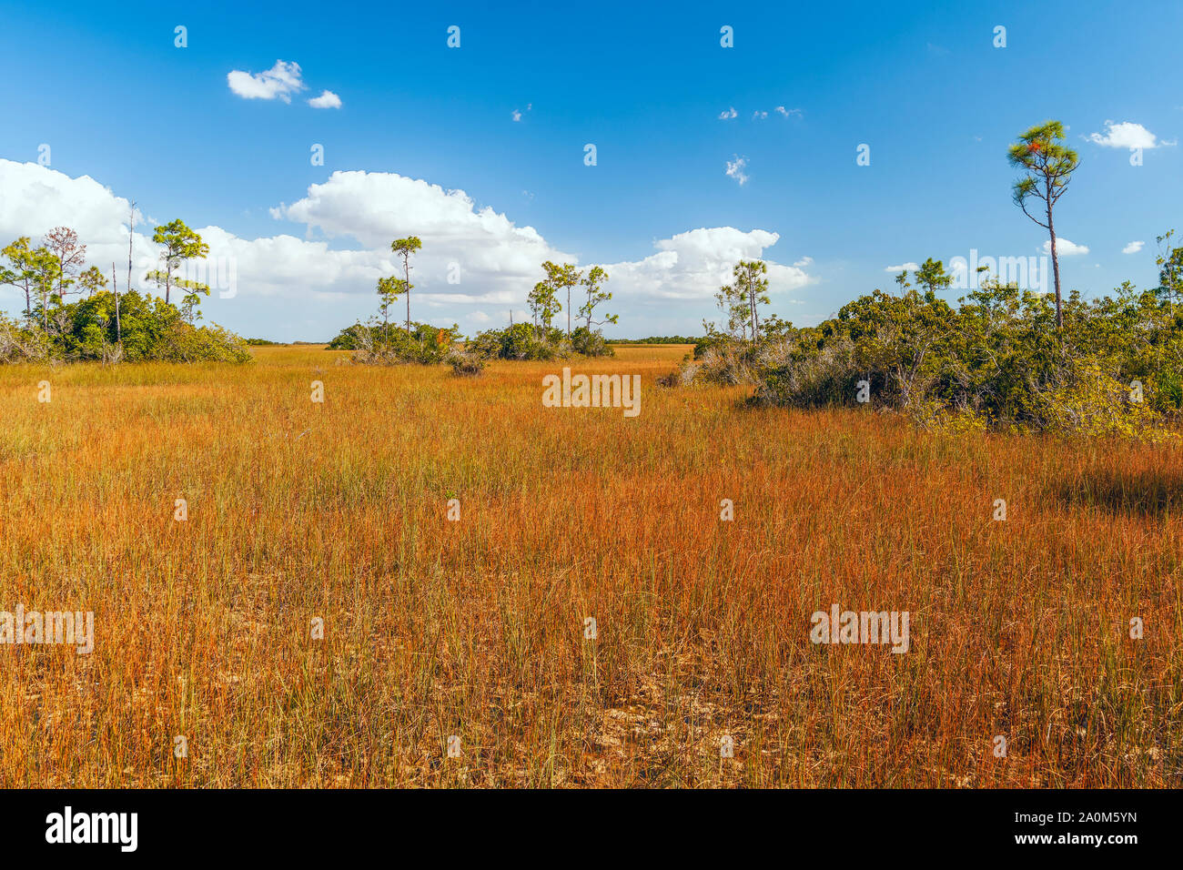 Vista di Taylor Slough da Anhinga Trail boardwalk in Everglades National Park. Florida. Stati Uniti d'America Foto Stock