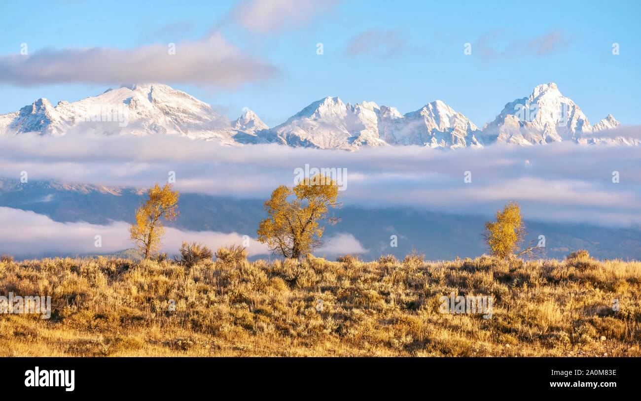 Bellissimo paesaggio autunnale scena come tre alberi con foglie di colore giallo e golden sagebrush contrasto con le vette Grand Teton mountain range e Foto Stock