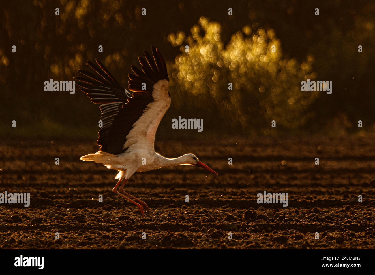 Cicogna bianca (Ciconia ciconia) sul campo. Foto Stock