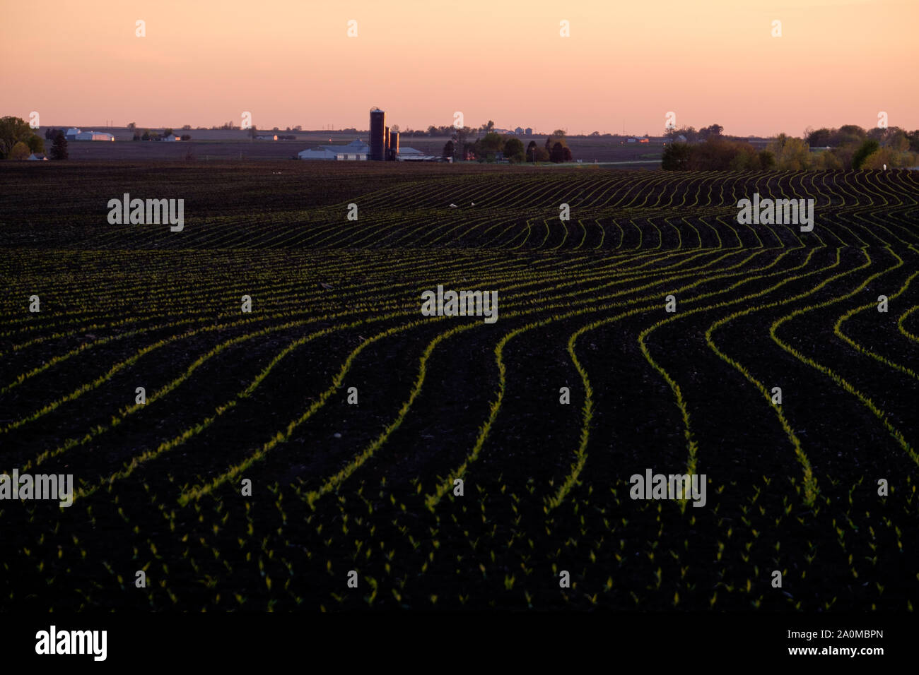 Raccolti primaverili cominciano a poke attraverso il ricco suolo nero del Central Illinois terreni agricoli nei pressi di Peoria. Foto Stock