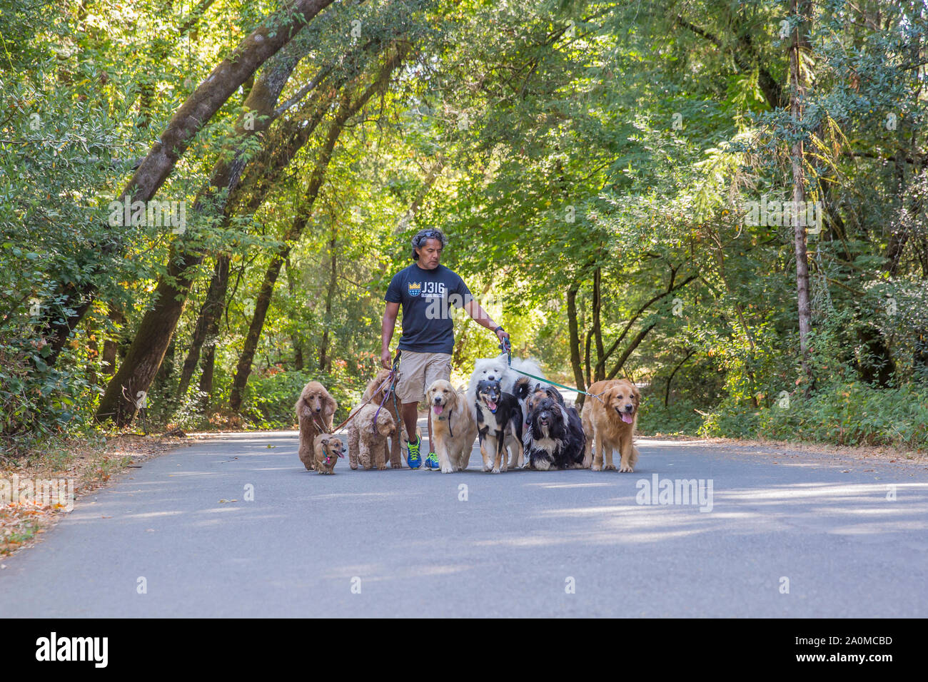 Professional dog walker e il trainer Juan Carlos Zuniga prendendo diverse razze diverse di cani per una passeggiata in un parco. Foto Stock