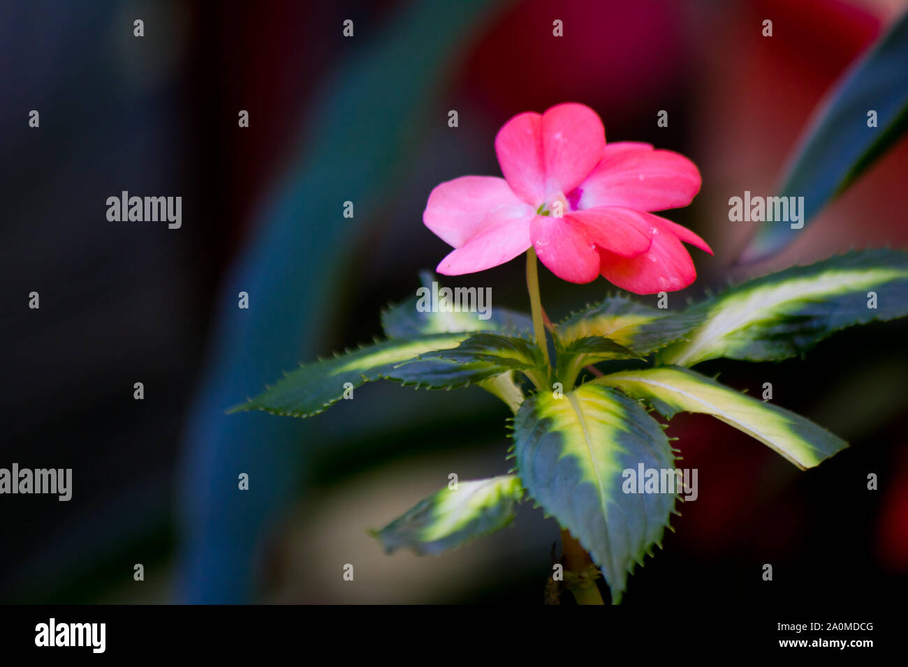Pink impatiens fiore contro fuori fuoco sfondo. Sub-specie della famiglia Balsaminaceae. Questi fiori possono verificarsi in diversi colori. Foto Stock