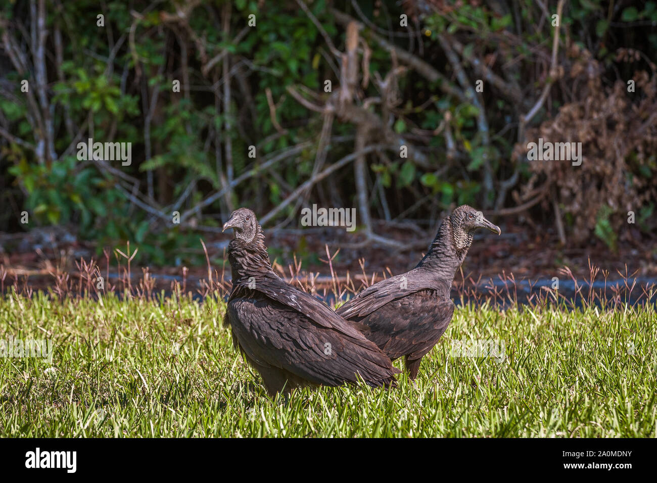 Una coppia di Americani avvoltoi nero (Coragyps atratus) nel Flamingo campeggio. Parco nazionale delle Everglades. Florida. Stati Uniti d'America Foto Stock