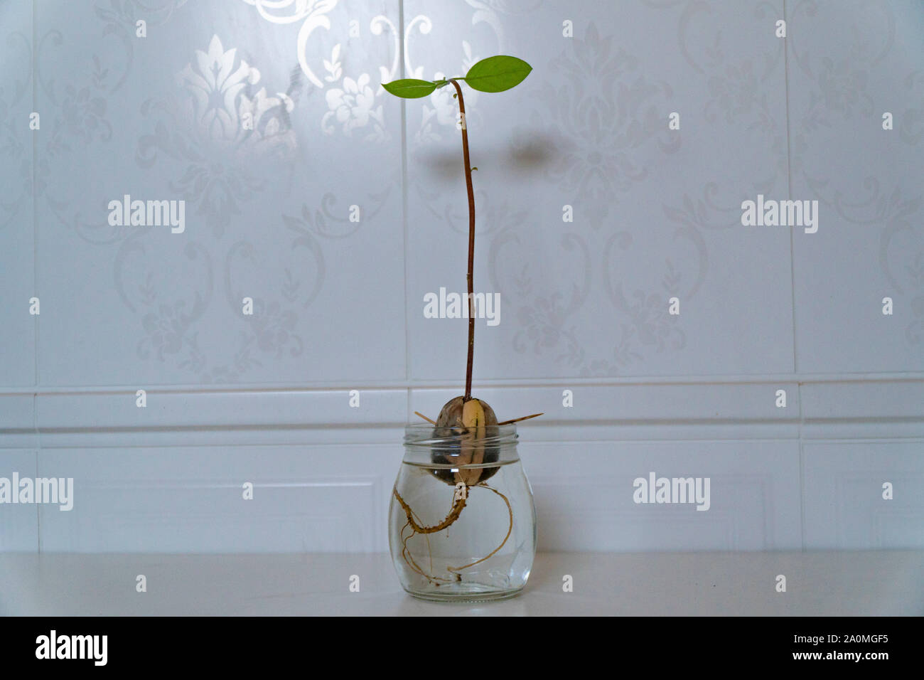 Tre germogli spuntano da una fossa di avocado con le sue radici in un vasetto di vetro contenente acqua Foto Stock