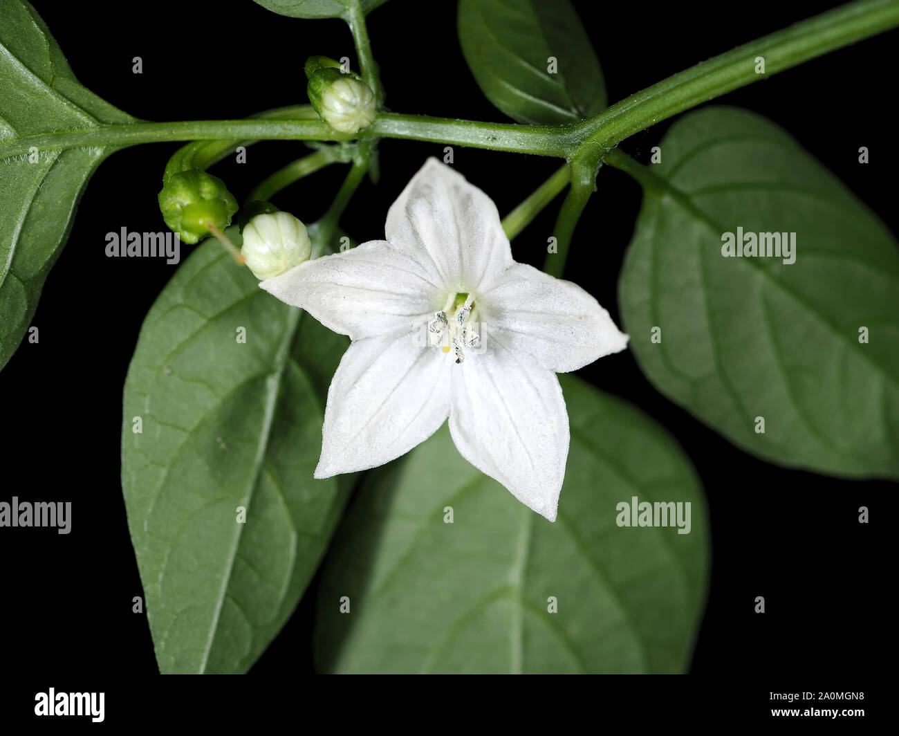Bianco pepe caldo fiore (Capsicum annuum cultivar) close-up Foto Stock