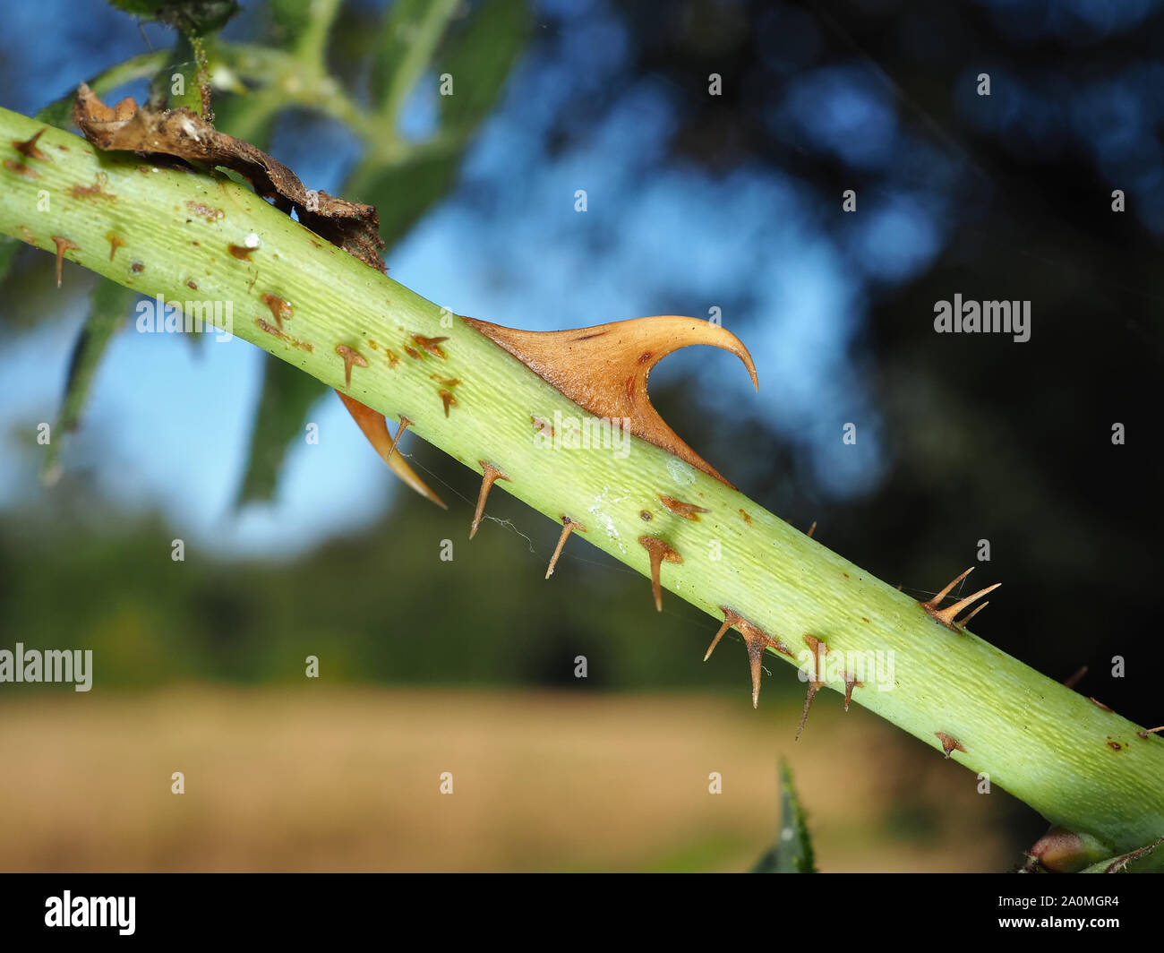 Wild Rose stelo con spine Foto Stock