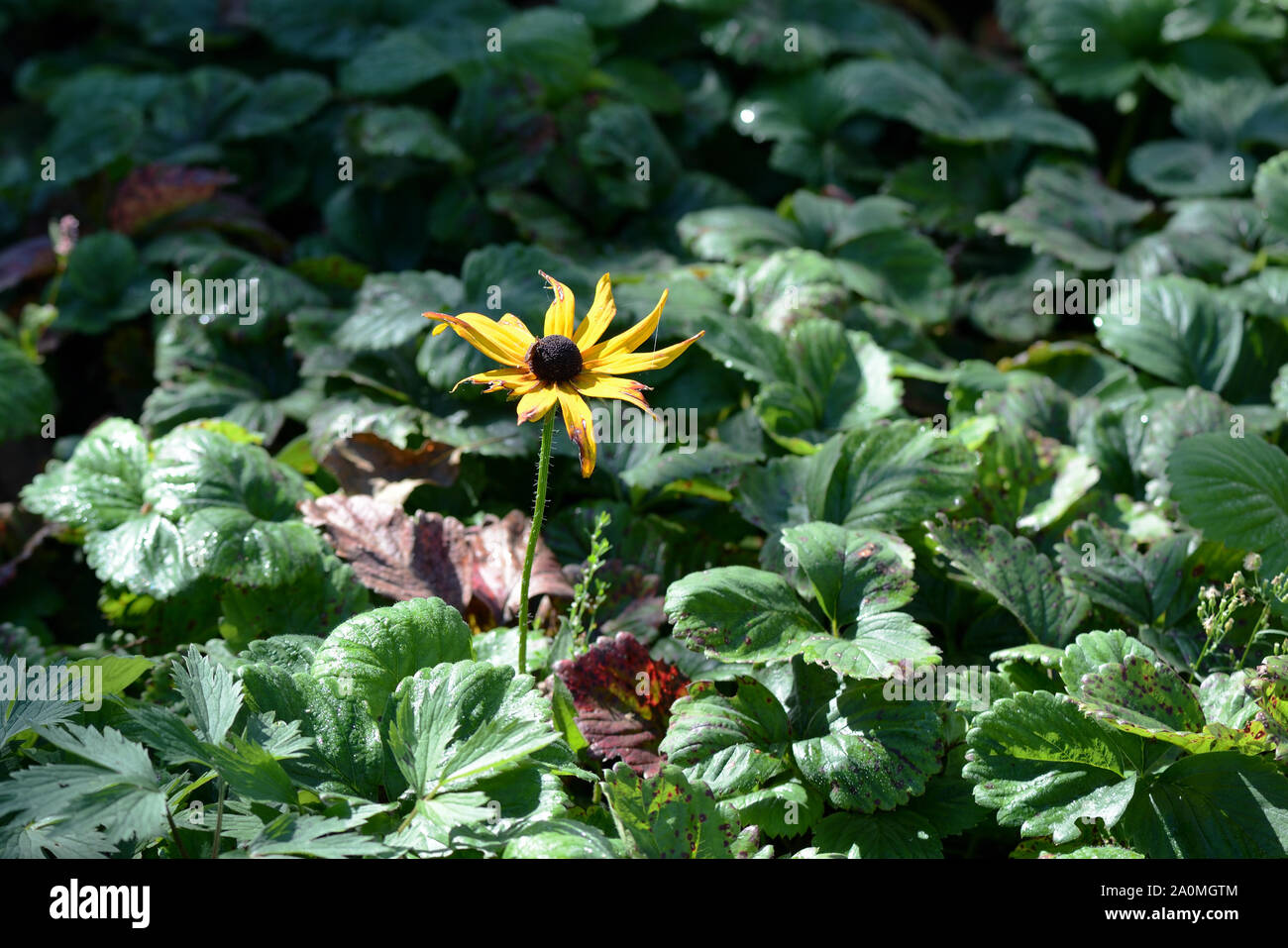 Luminose rudbeckia fiore nel giardino estivo di close-up Foto Stock