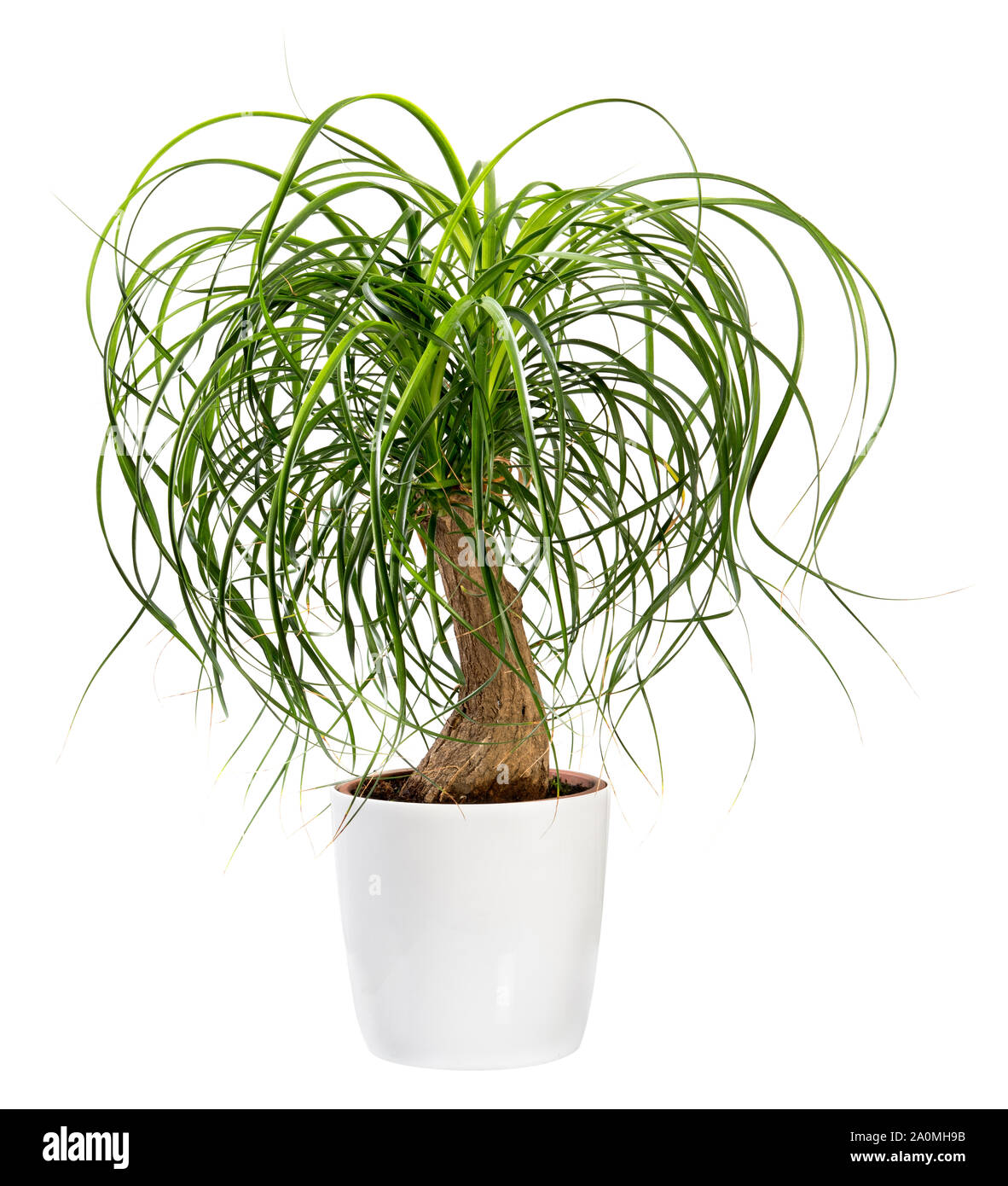 Beaucarnea recurvata o Nolina recurvata pianta, altrimenti chiamato la coda di cavallo Palm, incapsulate in una grande vasca bianca isolata su bianco Foto Stock