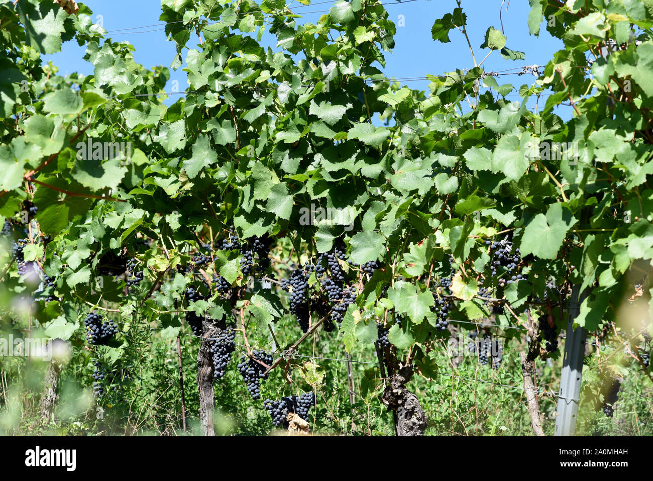 Der Dornfelder, ist eine Rotweinsorte mit blauen Trauben. Il Dornfelder è un vino rosso varietà con uve blu. Foto Stock