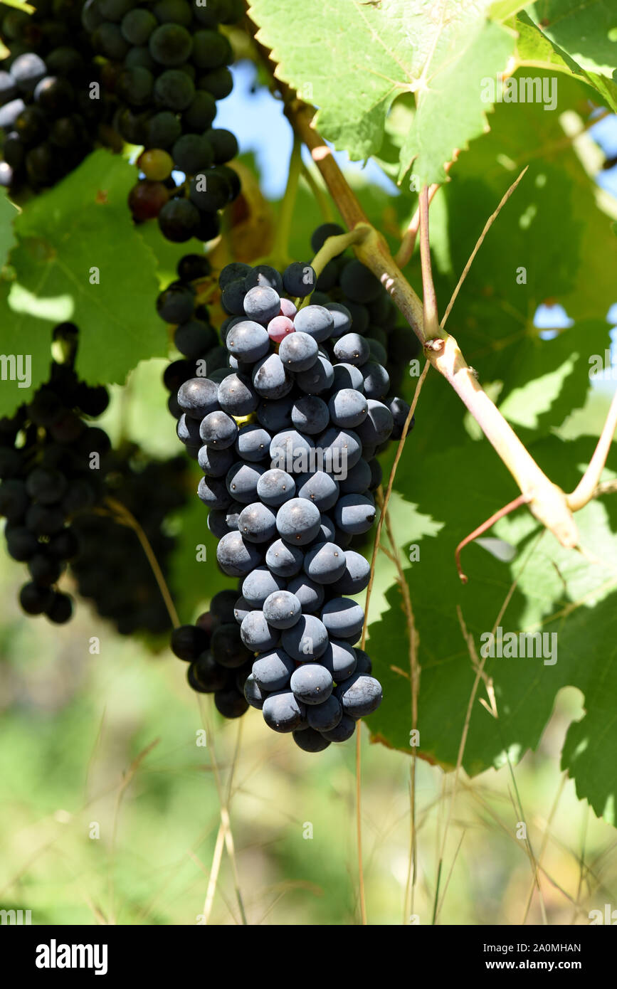 Der Dornfelder, ist eine Rotweinsorte mit blauen Trauben. Il Dornfelder è un vino rosso varietà con uve blu. Foto Stock