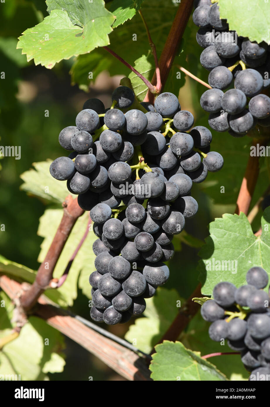 Der Dornfelder, ist eine Rotweinsorte mit blauen Trauben. Il Dornfelder è un vino rosso varietà con uve blu. Foto Stock