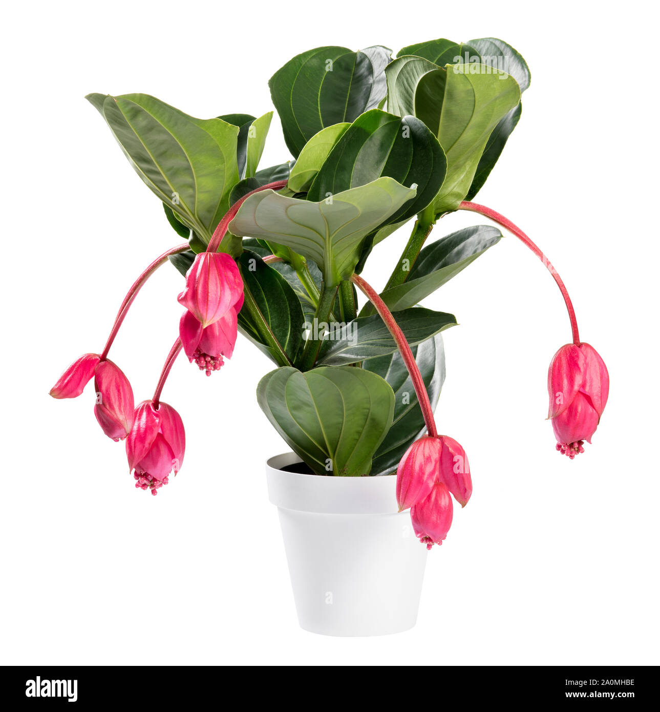 Appariscente rosa Medinilla magnifica pianta in vaso, noto anche come il Rose uva, Lanterna impianto o Philippine orchid isolato su bianco Foto Stock