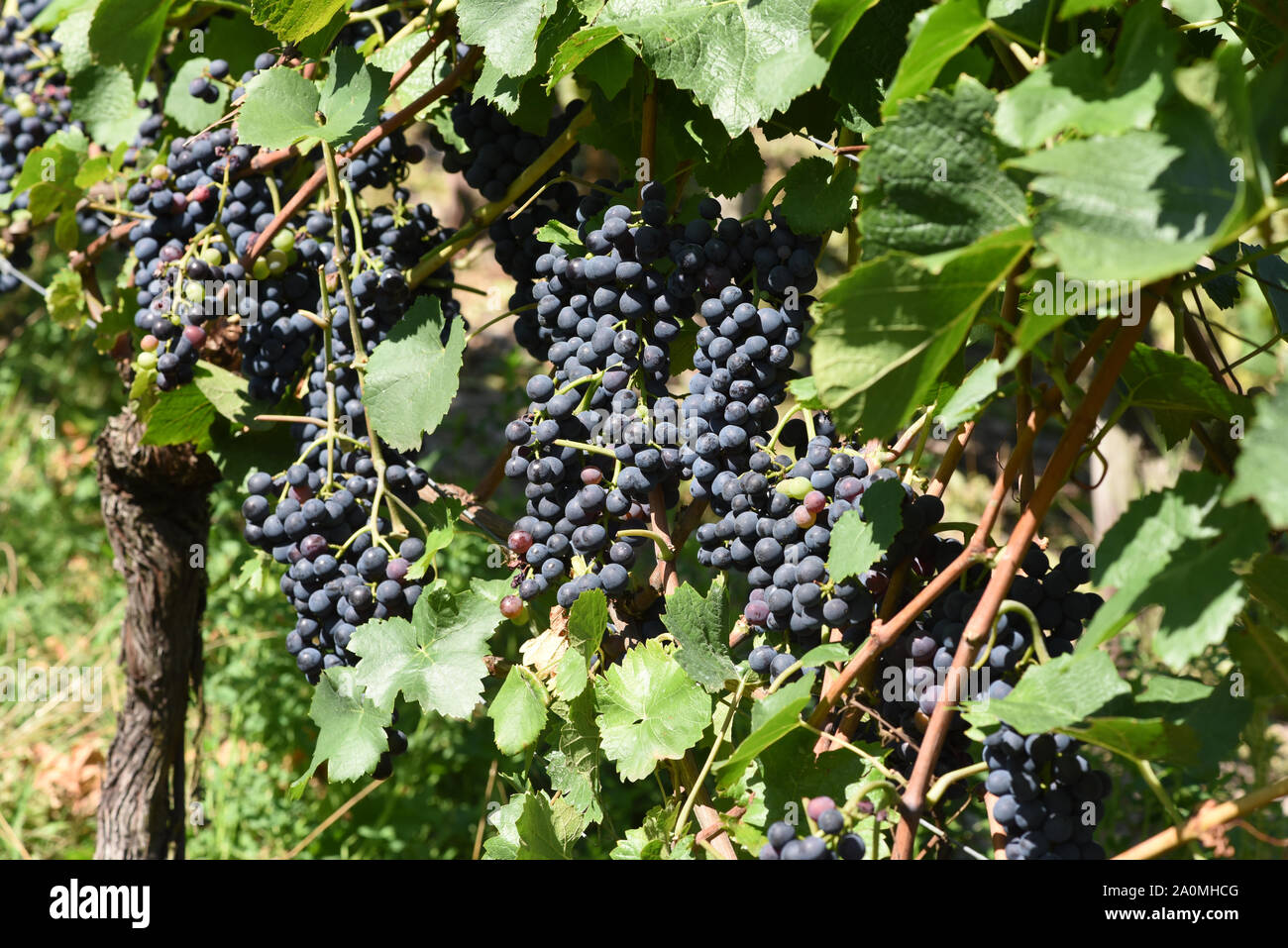 Der Dornfelder, ist eine Rotweinsorte mit blauen Trauben. Il Dornfelder è un vino rosso varietà con uve blu. Foto Stock