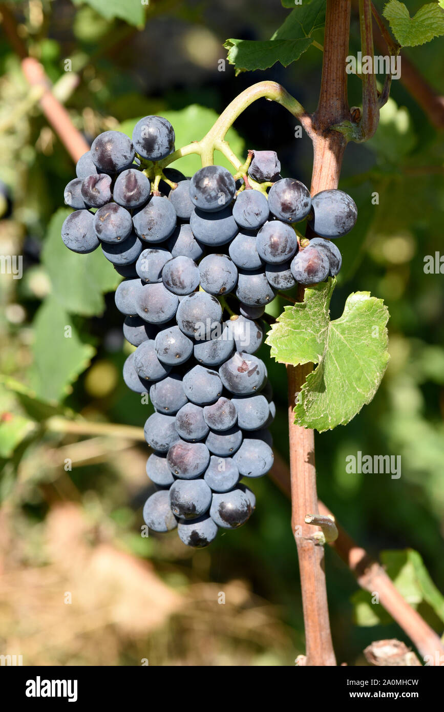 Der Dornfelder, ist eine Rotweinsorte mit blauen Trauben. Il Dornfelder è un vino rosso varietà con uve blu. Foto Stock
