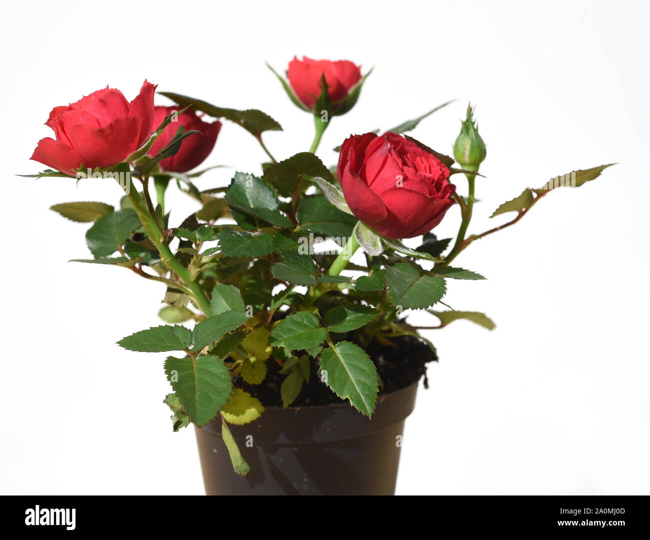 Rote Zwergrose in einem Topf. Red Rose in miniatura in una pentola. Foto Stock