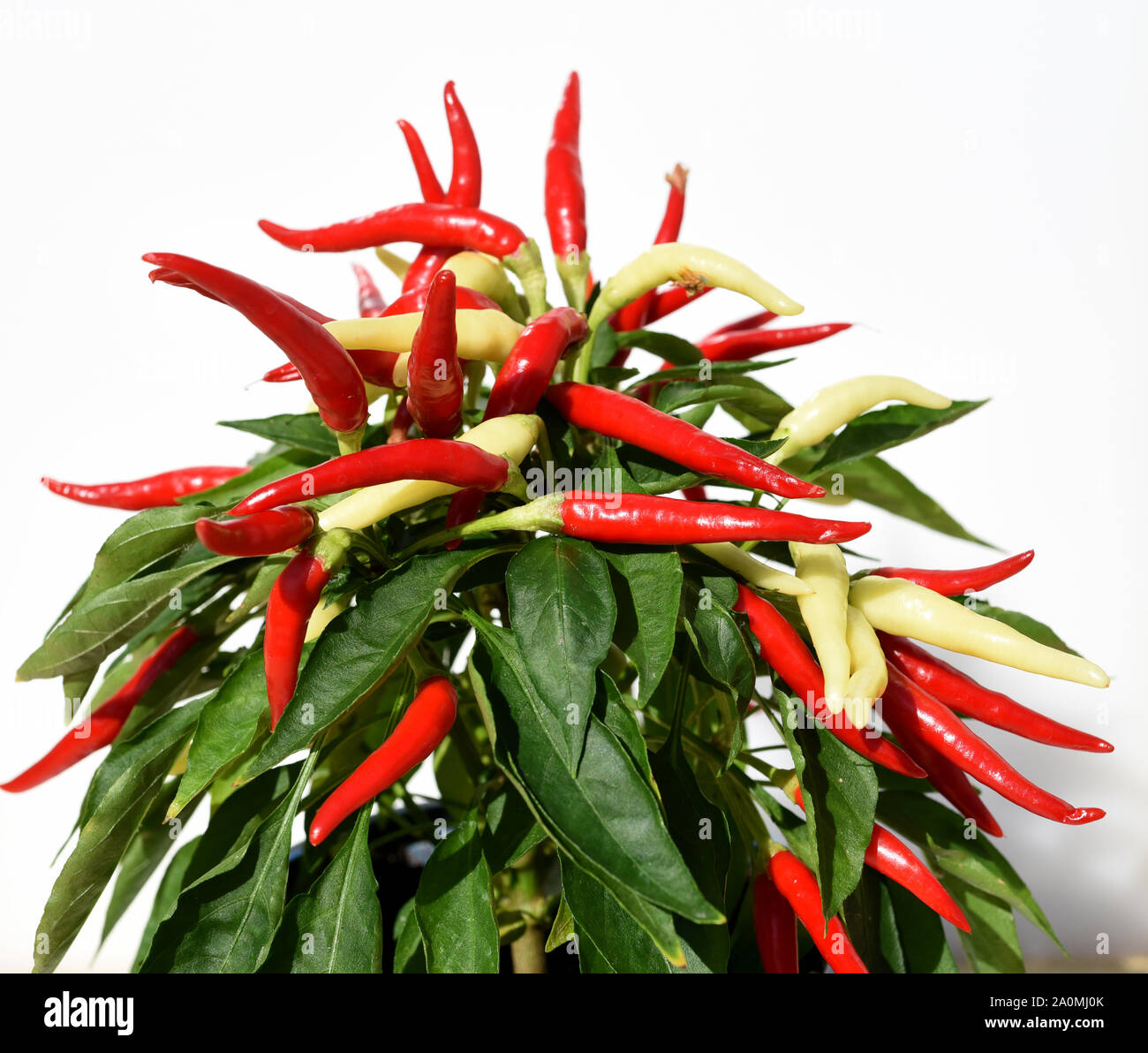 Topfchili, Zierpaprika, Capsicum Medusa, ist eine Gewuerz- und Zierpflanze mit roten und gelben Schoten die sehr scharf sind. Pot chili, ornamentali pa Foto Stock