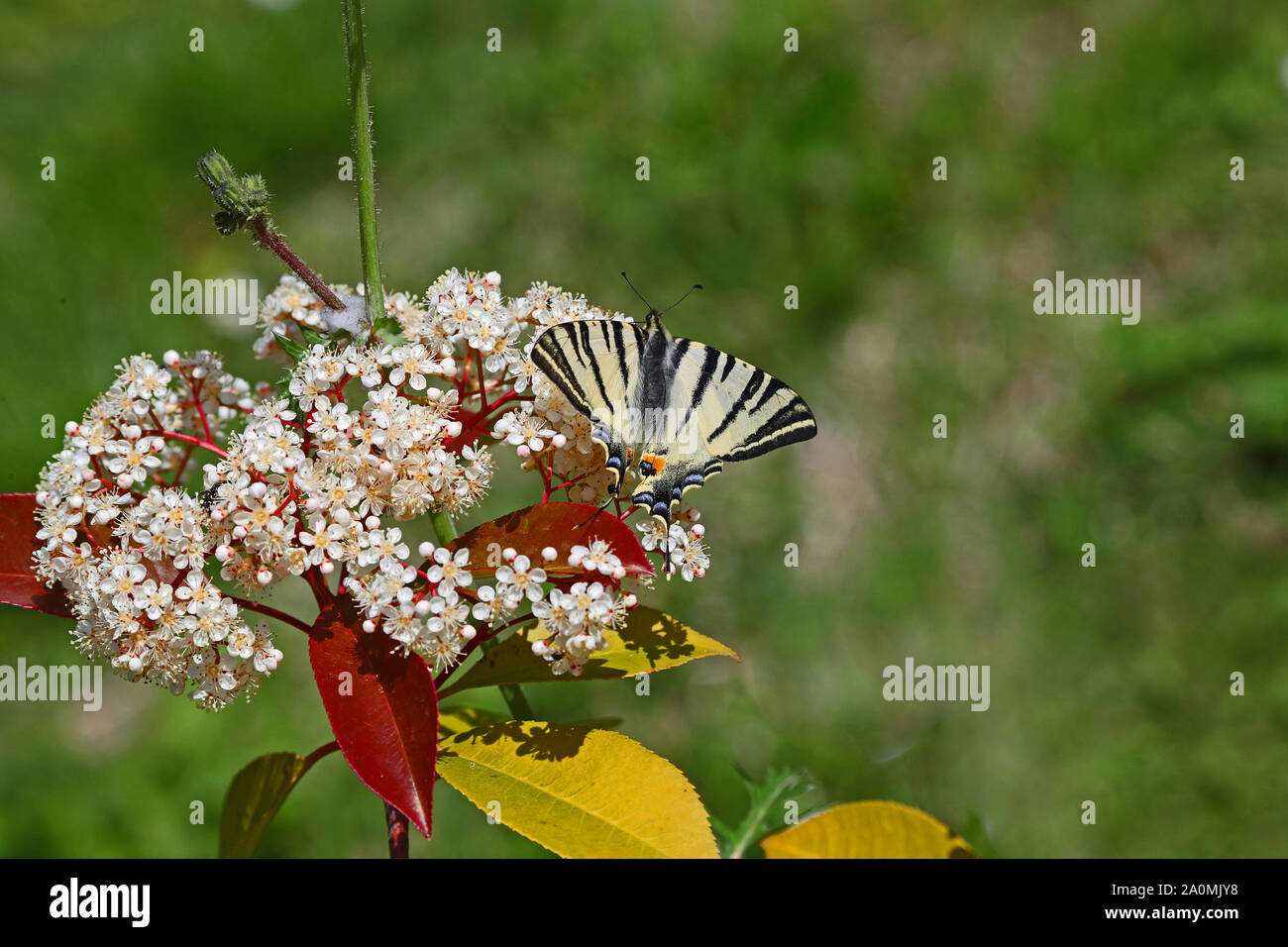 Scarse a farfalla a coda di rondine o vela a coda di rondine o a pera a coda di rondine ad albero latino iphiclides podalirius una specie in via di estinzione famiglia papilionidae Foto Stock