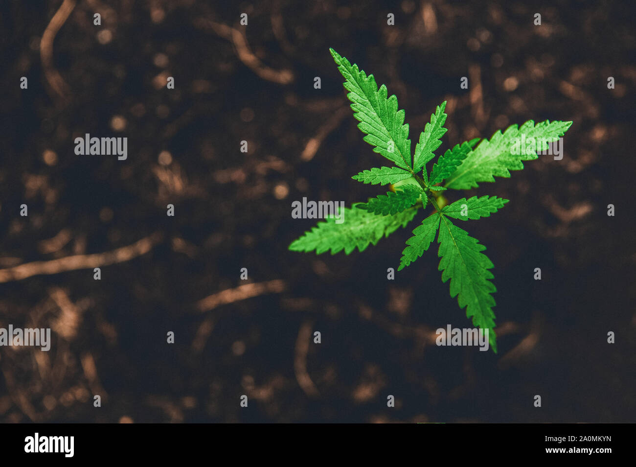 Giovani Marijuana sul marrone scuro dello sfondo di terra con le foglie di cannabis. La coltivazione outdoor. Erbe medicali e piante di farmaco il concetto di medicina. Pianta crescente Foto Stock