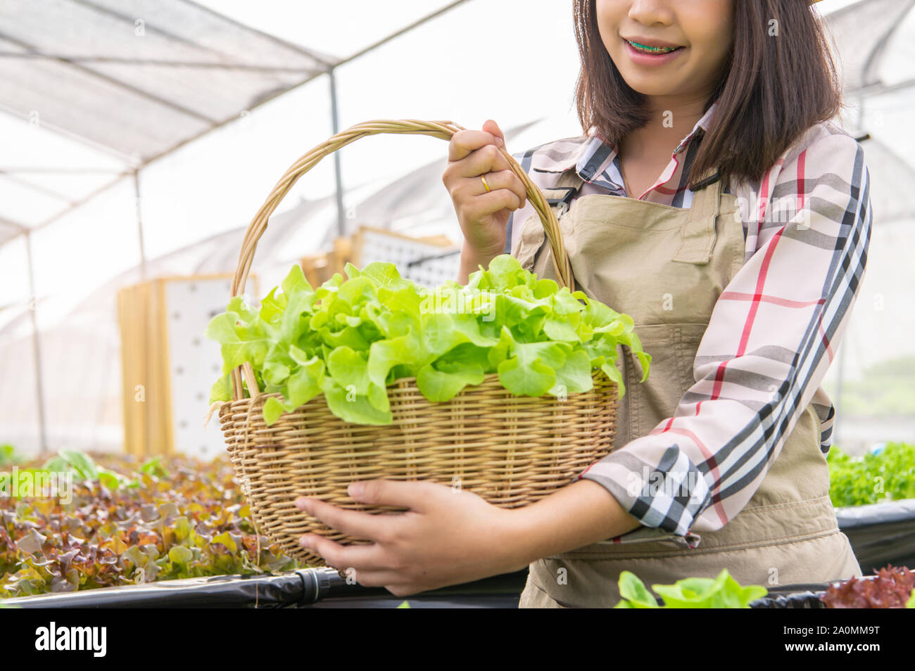 Giovani asiatici hydroponics agricoltore biologico raccolta insalata di verdure nel cestello con serra vivaio. Persone stili di vita e modelli di business. Agricul Indoor Foto Stock