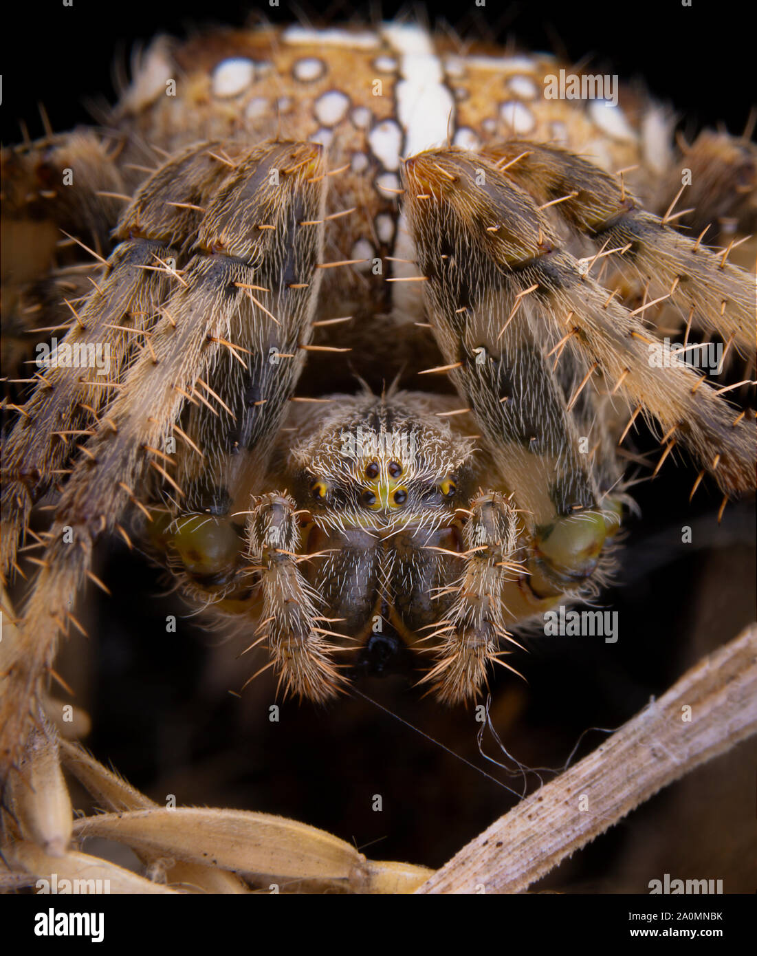 Araneus diadematus spider in posa sul suo web Foto Stock