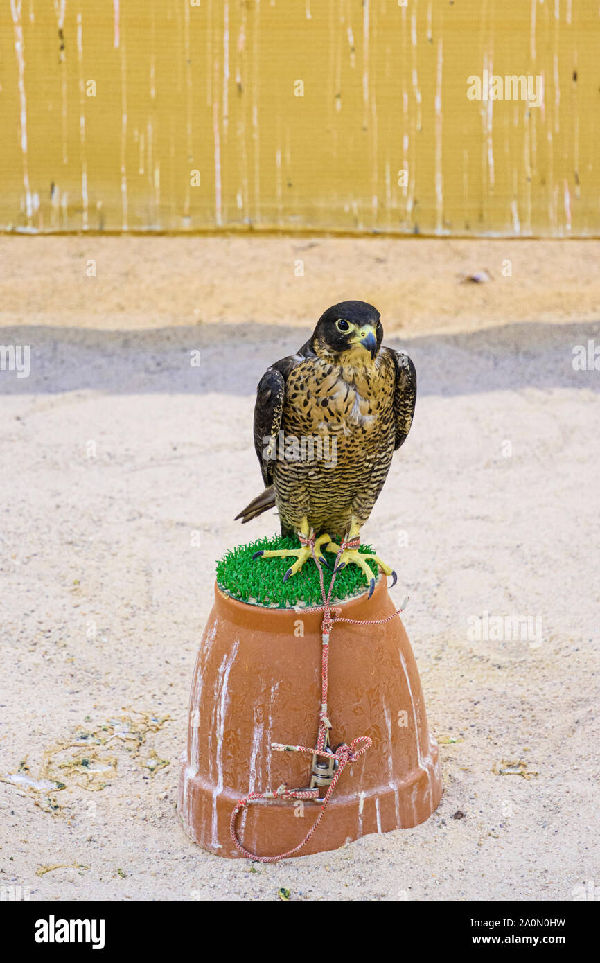 Hooded falcon arroccato in un negozio nella Falcon Souq, Doha, Qatar Foto Stock