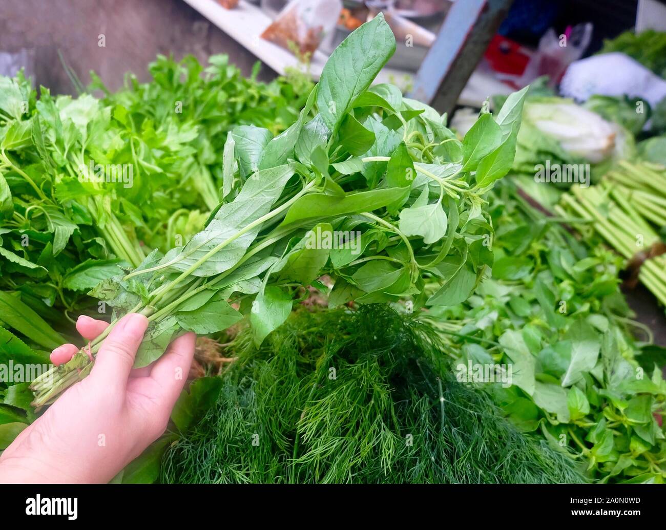 Vegetali e le erbe, mano azienda limone fresco basilico, annoso basilico. Il suo fragrante profumo di limone e utilizzato per il condimento di cottura. Foto Stock