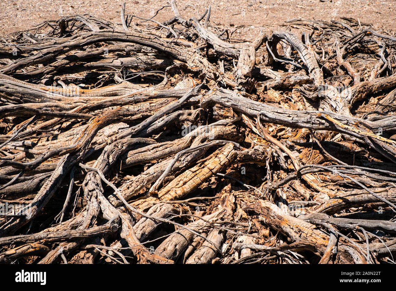 Driep fino ad albero o bussola a secco nel deserto - Foto Stock